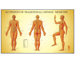 Acupoint Male Chart PDF download